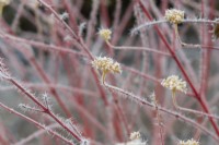 Cornus sanguinea Anny's Winter Orange - Dogwood in the frost
