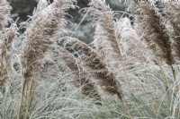 Cortaderia selloana Pumila - Pampas grass in the frost