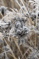 Eryngium giganteum 'Silver Ghost' - Seaholly in the frost