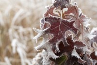 Hydrangea quercifolia 'Pee Wee' - Oak-leaved hydrangea foliage in the frost