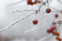 Malus Evereste - Crab apple fruit in the frost