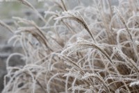 Miscanthus sinensis 'Undine' - Eulalia in the frost