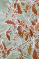 Nyssa sylvatica 'Haymens Red' - Tupelo foliage in the frost