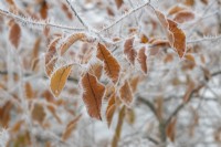 Nyssa sylvatica 'Haymens Red' - Tupelo foliage in the frost