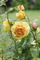 Rosa Golden Celebration 'Ausgold' - Rose 