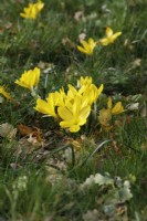 Sternbergia lutea - Winter daffodil