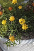 Hoverfly on Delosperma 'Suntropics Yellow' flower
