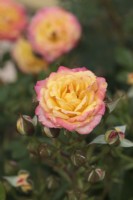 Rosa 'Little Sunset' (Korlutmag)
