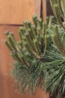 Pinus nigra 'Pierrick Bregeon' - Dwarf Austrian Pine