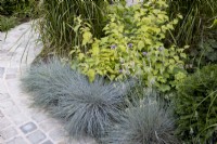 Herbaceous border in small suburban garden next to curved path. Planting includes Festuca glauca