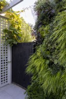 Green wall in small suburban garden, with plants including Hakonechloa macra, Hakonechloa aureola