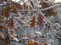 Quercus robur - common oak leaves covered in hoar frost winter December