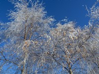 Betula pendula Silver Birch covered in frost. winter December