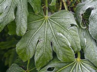Fatsia japonica  - False castor oil plant - frosted foliage winter December