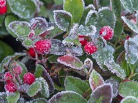Gaultheria mucronata berries with frost  December