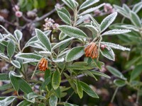Grevillea victoriae - Royal grevillea or Mountain grevillea  December