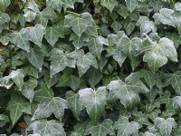 Hedera helix - Common Ivy leaves in frosty weather Winter December
