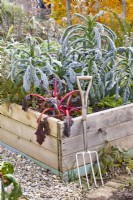 Kitchen garden with raised beds full of winter vegetables - kale, radicchio and  Swiss chard.