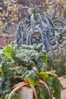 Raised bed with swiss chard, French marigold, curly kale and kale 'Nero di Toscana' in winter frost.