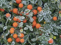 Solanum capsicastrum - Winter Cherry  covered in frost  December