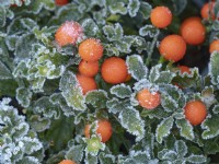 Solanum capsicastrum - Winter Cherry  covered in frost December
