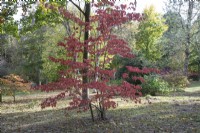 Cornus Kousa Chinensis at Bodenham Arboretum, October