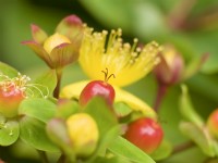 Hypericum androsaemum - Tutsan flower and fruits