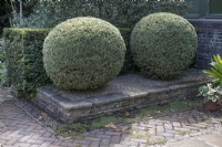 Buxus topiary balls in the well garden at Winterbourne Botanic Garden, July