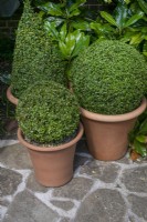 Pots of buxus topiary shapes in the well garden at Winterbourne Botanic Garden, July