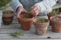 Woman planting rosemary cuttings in clay pots with sandy soil