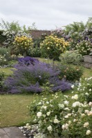 View of walled garden at David Austin Roses - June