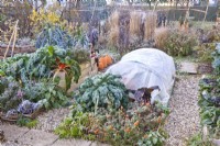 Kitchen garden with raised beds and home made fleece cloche tunnel full of winter vegetables - kale and  Swiss chard.