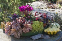 Tray with autumn arrangement: coral bells 'Champagne' 'Silver Gumdrop', stonecrop 'Tokyo Sun', cyclamen, and ornamental cabbage