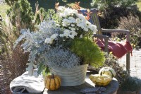 Autumn bowl with chrysanthemum 'White Bouquet', olive herb 'Lemon Fizz', white felty groundwort 'Winter Whispers' and barbed wire plant