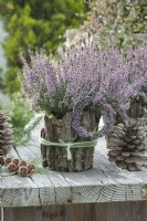 Heather 'Hilda' surrounded with bark, heather wreaths, and Pine cones as decoration