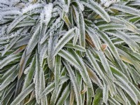 Agapanthus Peter Pan frosted leaves in winter December