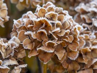 Frosted flower of mophead Hydrangea  winter December Norfolk