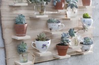 Self-made wooden shelf with succulent cuttings: Echeveria, moonstone and houseleek in small cups, jars and clay pots