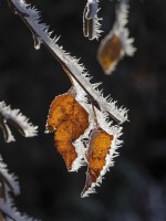 Betula pendula Silver Birch covered in frost. winter December