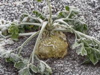  Celeriac in frost December Winter