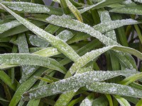 Dianella tasmanica Tasman flax-lily frost covered foliage Winter December