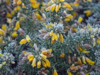 Ulex europacus Gorse in flower covered in frost December