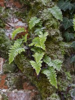 Polypodium vulgare - Native British Fern and Hedera ivy winter December