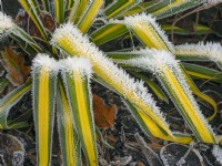  Yucca flaccida 'Golden Sword' covered in frost  winter  December 