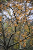 Sorbus folgneri 'Lemon Drop' in November.