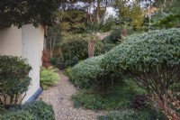 Gravel path leading into a garden of clipped evergreens in December including Prunus lusitanica 'Myrtifolia'.