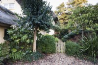 Garden gate framed by evergreen plants in December including small trees Ligustrum lucidum on the left and Photinia serrulata on the right.