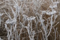 Cenofuellium denudatum - Spent baltic parsley in the frost