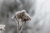 Cynara cardunculus - Spent cardoon in the frost