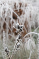 Eryngium yuccifolium - Button snakeroot in the frost